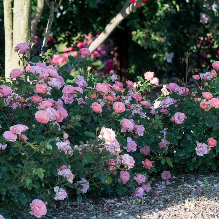 Rosa Groundcover Apricot Drift® PP23354