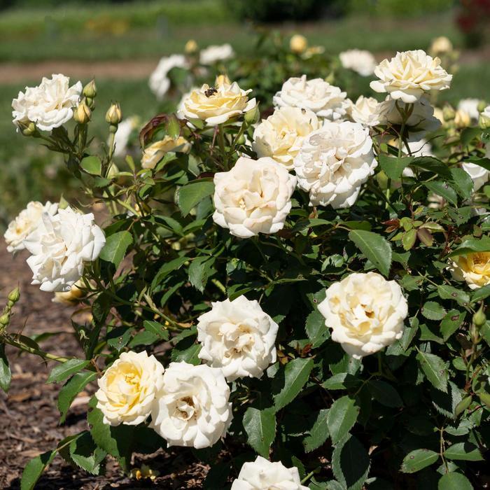 Rosa Groundcover Buttercream Drift® PP35825