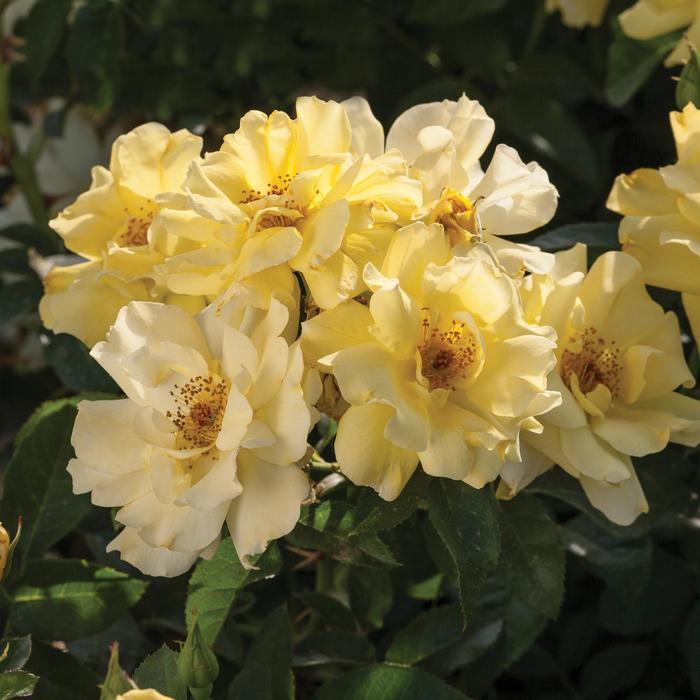 Rosa Groundcover Lemon Drift® PP20635