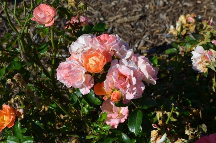 Rosa Tree 36 Peach Drift® PP18542