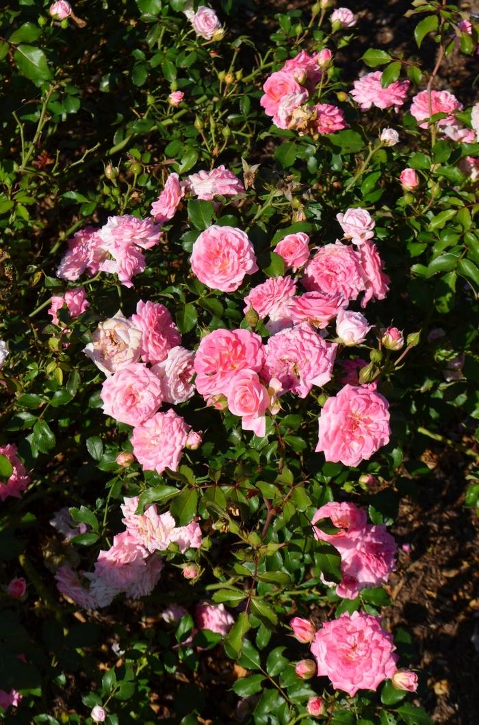 Rosa Groundcover Sweet Drift® PP21612