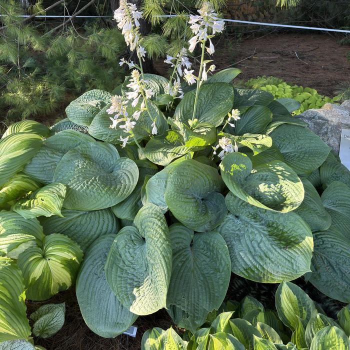Hosta Humpback Whale