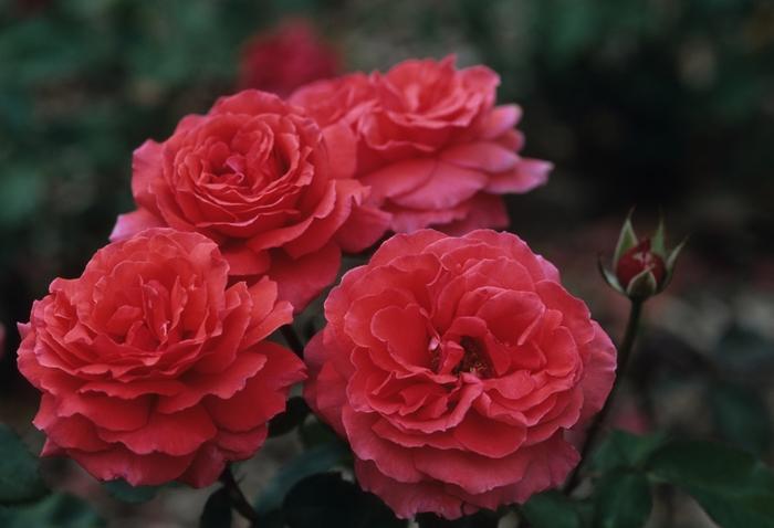 Rosa Hybrid Tea Fragrant Cloud
