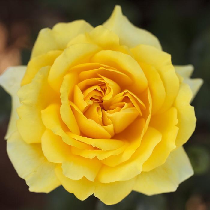 Rosa Hybrid Tea Gina Lollobrigida