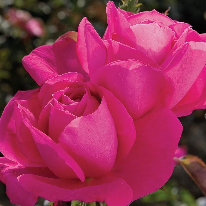 Rosa Hybrid Tea Miss All-American Beauty