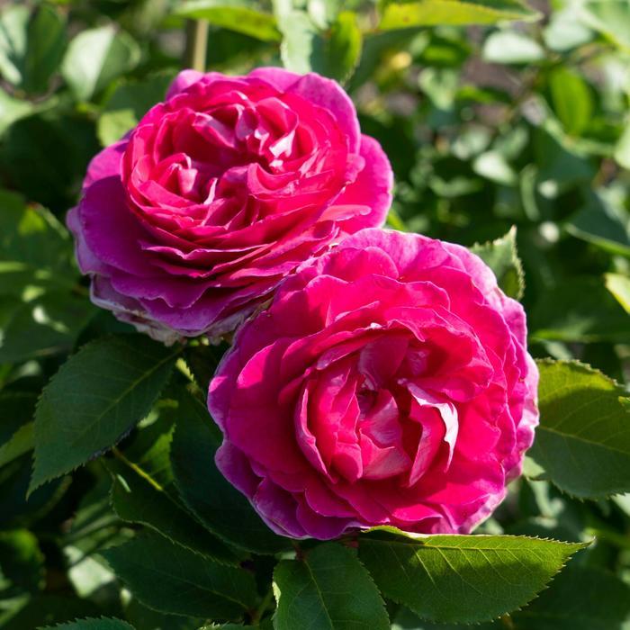 Rosa Hybrid Tea Raspberry Cupcake™ PP33406
