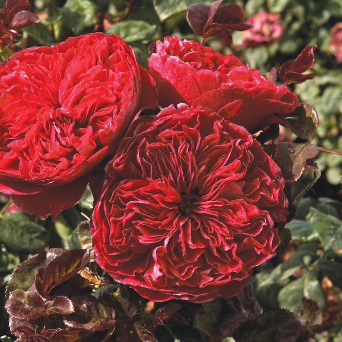 Rosa Hybrid Tea Rouge Royale™ PP14039
