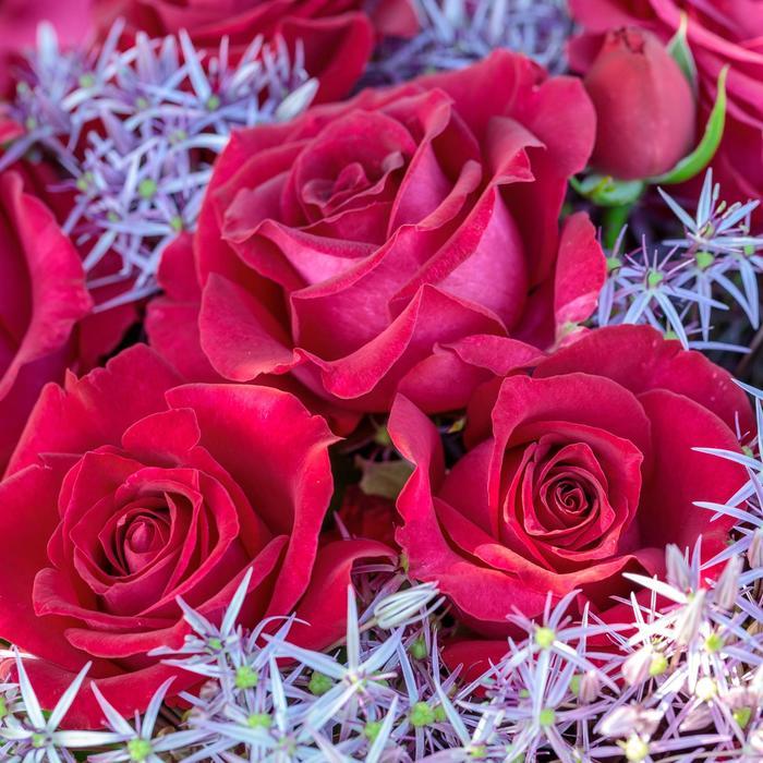 Rosa Hybrid Tea Stiletto™ PP30207