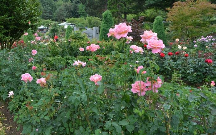 Rosa Hybrid Tea Tiffany