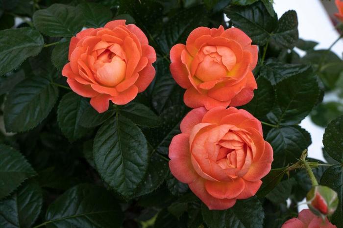 Rosa Tree 24 Orange Glow™ Knock Out® PP35826