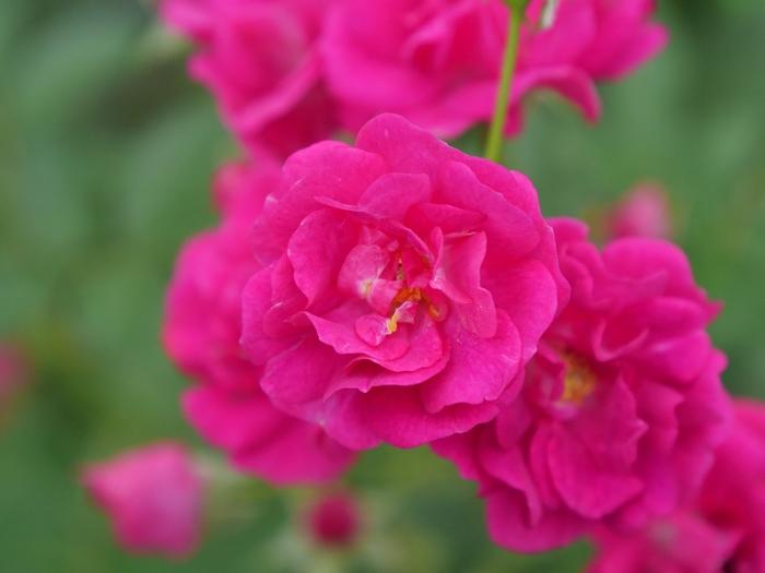 Rosa Shrub Oso Easy® Peasy PP29167