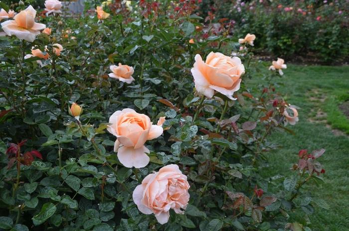 Rosa Hybrid Tea Abbaye De Cluny™