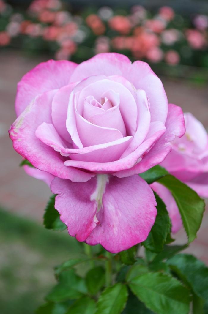 Rosa Hybrid Tea Barbra Streisand