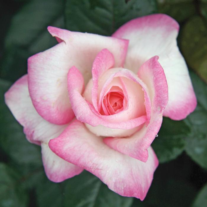 Rosa Hybrid Tea Best Kept Secret™ PP26411