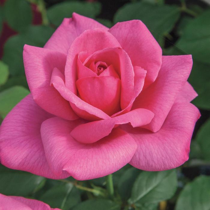 Rosa Hybrid Tea Big Momma™ PP24873