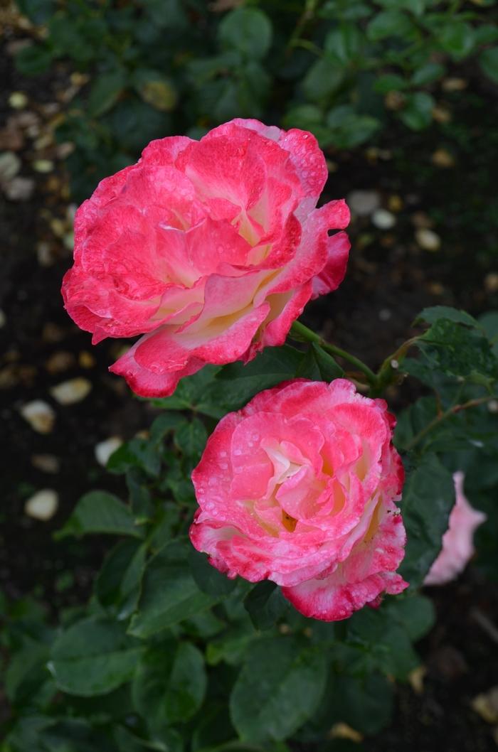 Rosa Tree 36 Double Delight™