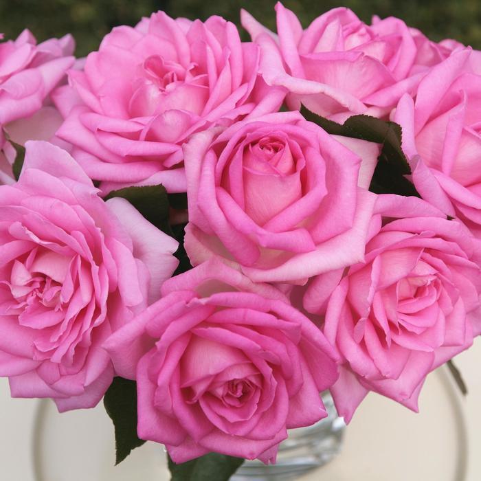 Rosa Hybrid Tea Eleganza® Beverly™ PP23495