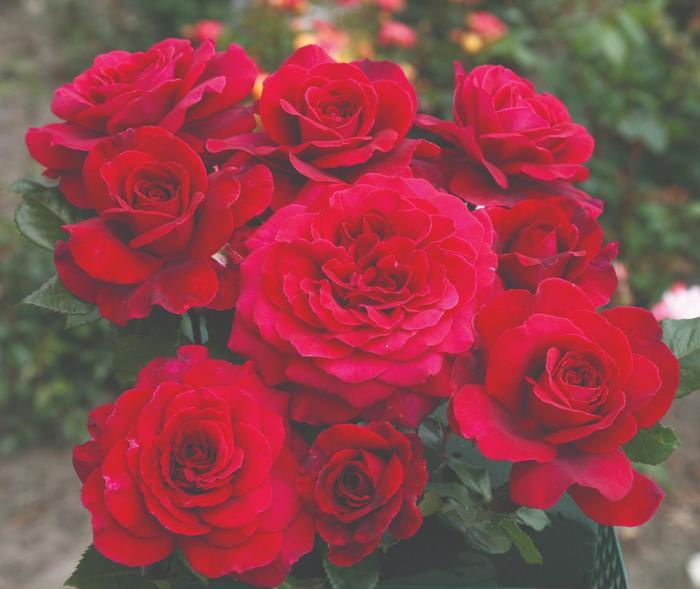 Rosa Hybrid Tea Eleganza® Gypsy Soul™ PP29272