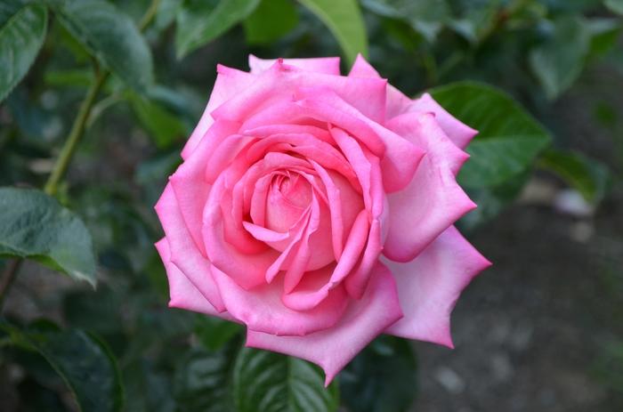 Rosa Hybrid Tea Eleganza® Wedding Bells™ PP23570