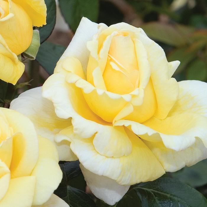 Rosa Hybrid Tea Eternal Flame PPAF