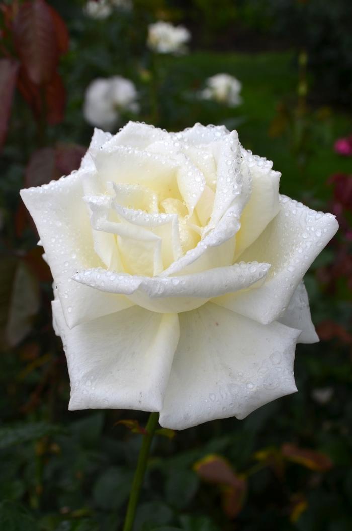Rosa Hybrid Tea Honor™