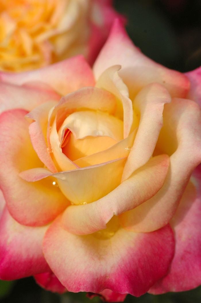 Rosa Hybrid Tea Love and Peace™ PP14731