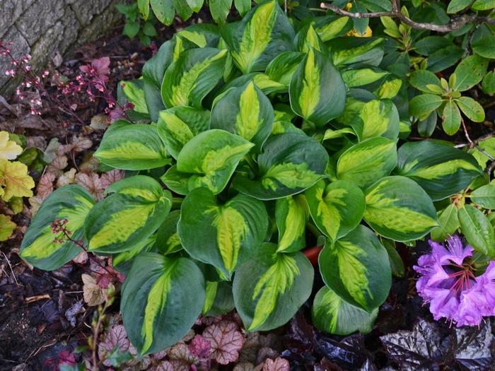 Hosta Pocketful of Sunshine