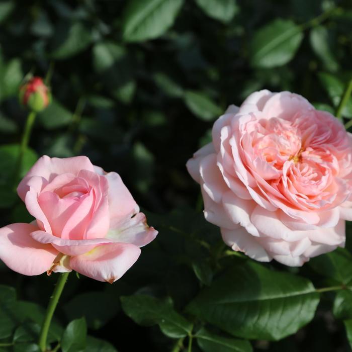 Rosa Hybrid Tea Martha Stewart PP33753