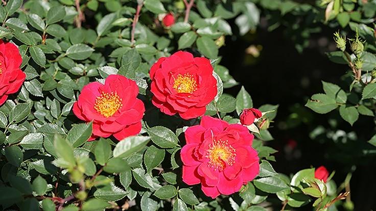 Rosa Shrub Oso Easy® Urban Legend®