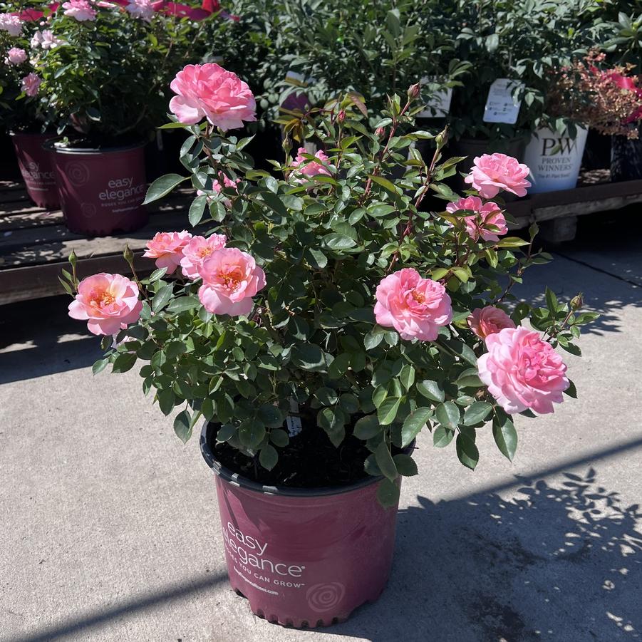 Rosa Shrub Easy Elegance® Calypso