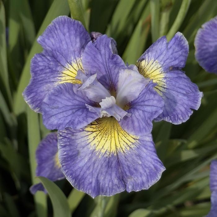 Iris sibirica Cape Cod Boys
