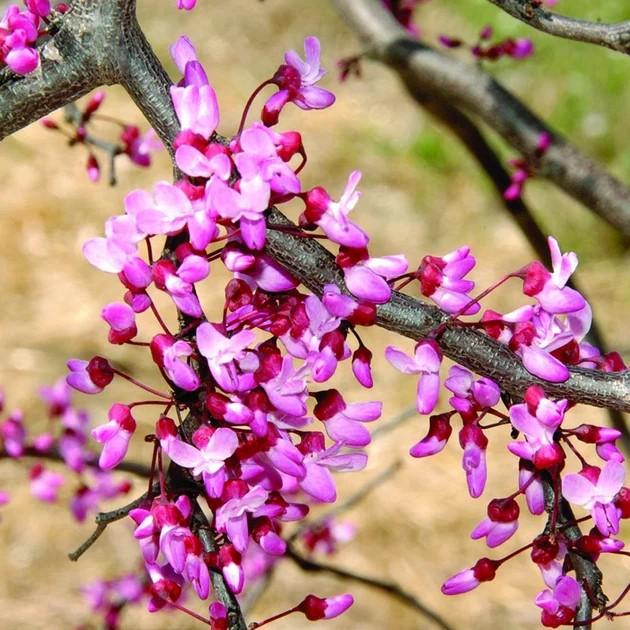 Cercis canadensis Ruby Falls
