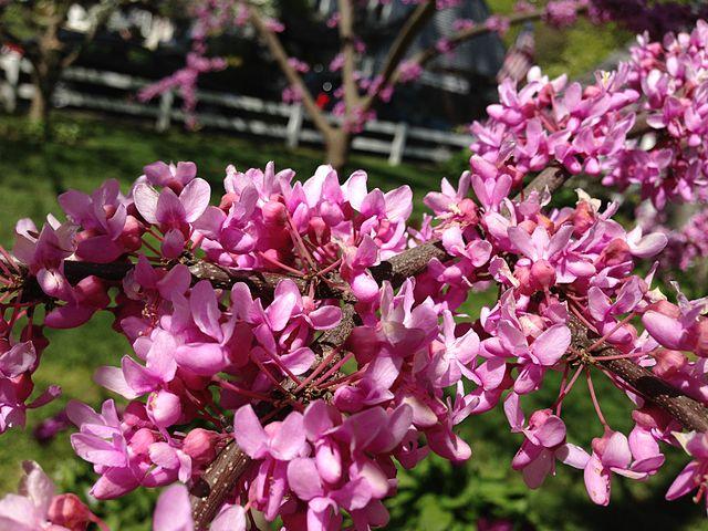 Cercis canadensis 