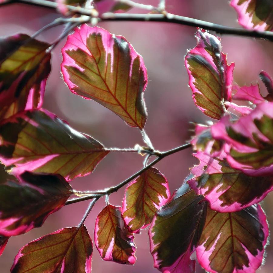 Fagus sylvatica Roseomarginata