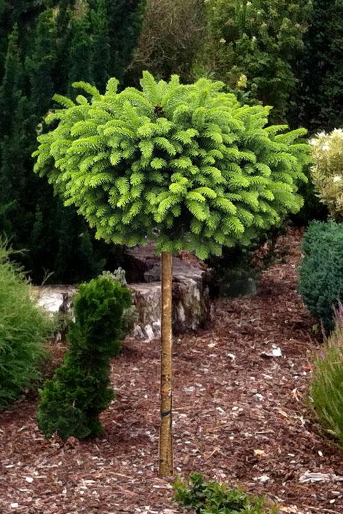 Picea abies Little Gem (Tree Form)