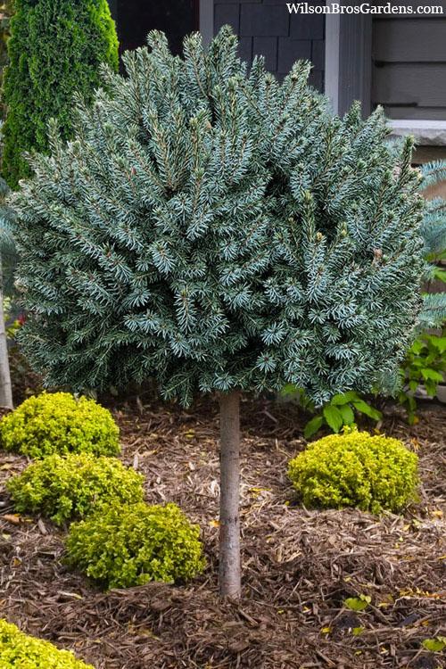 Picea omorika Nana (Tree Form)