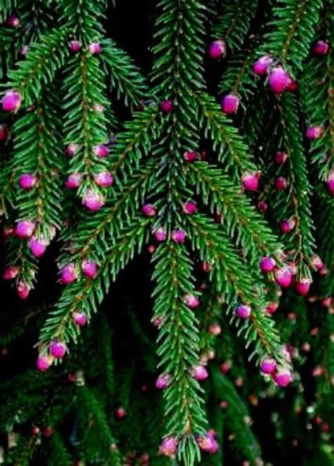 Picea orientalis Gowdy