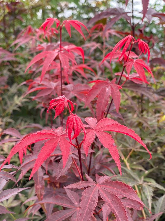 Acer palmatum Emperor