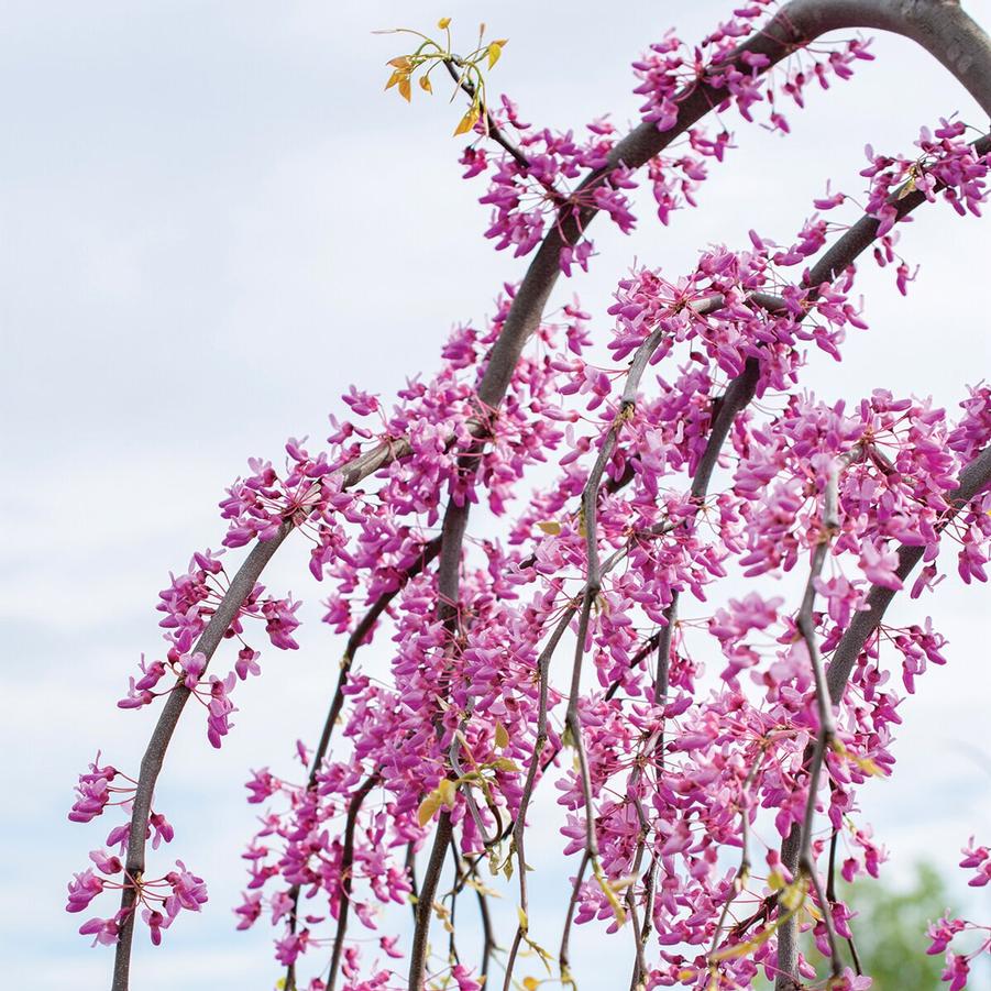 Cercis canadensis Golden Falls 60