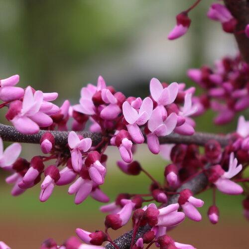 Cercis canadensis Midnight Express 48