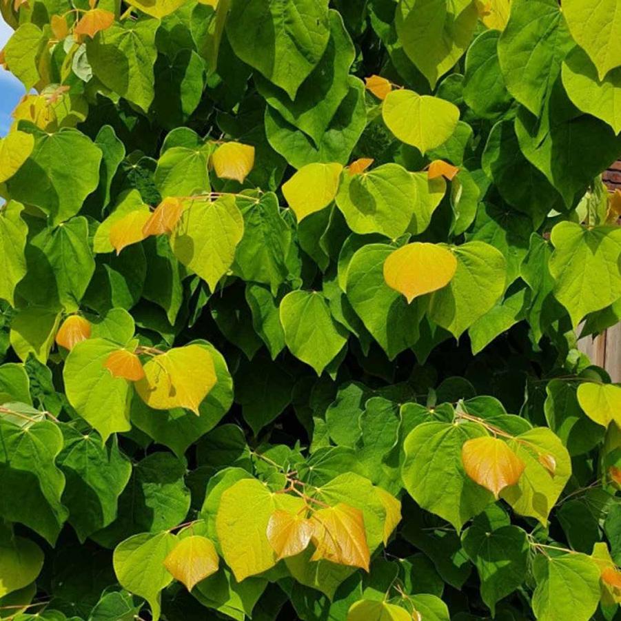 Cercis canadensis Rising Sun