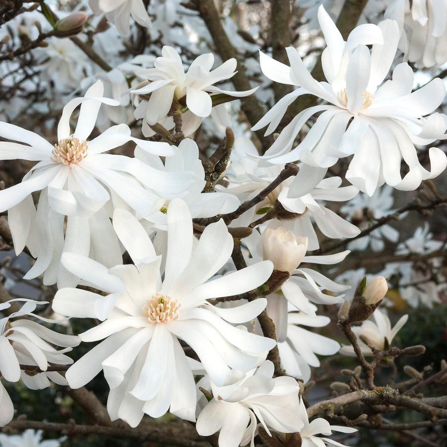 Magnolia stellata Royal Star 36