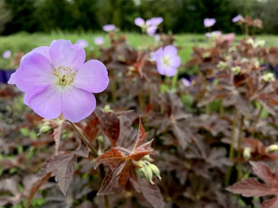 Geranium maculatum Huggy Bear PP36258