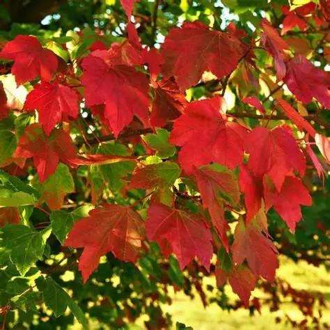 Acer rubrum October Glory