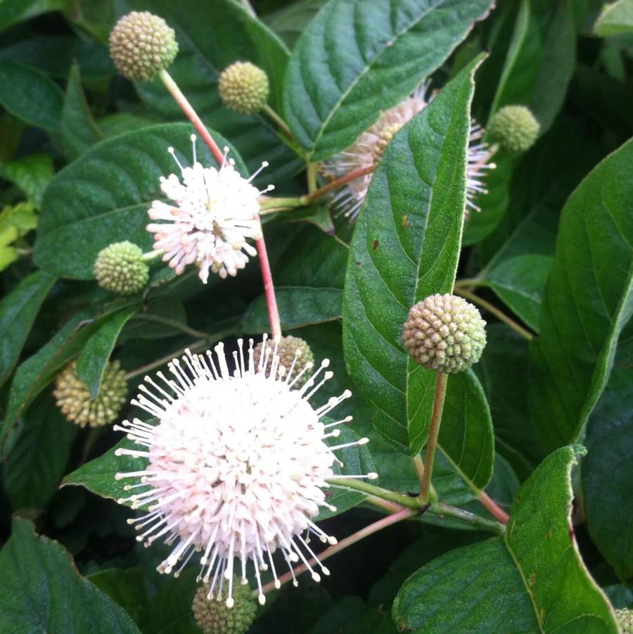 Cephalanthus Sugar Shack® 2.0 PPAF