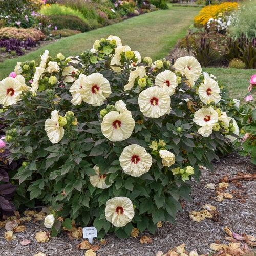 Hibiscus Summerific® Coconut Cream