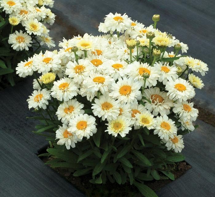 Leucanthemum x superbum Adorable