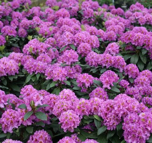 Rhododendron catawbiense Dandy Man® Purple