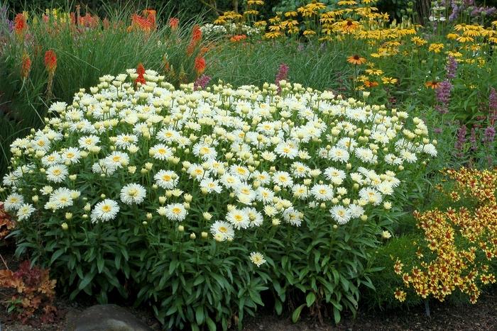 Leucanthemum x superbum Coconut