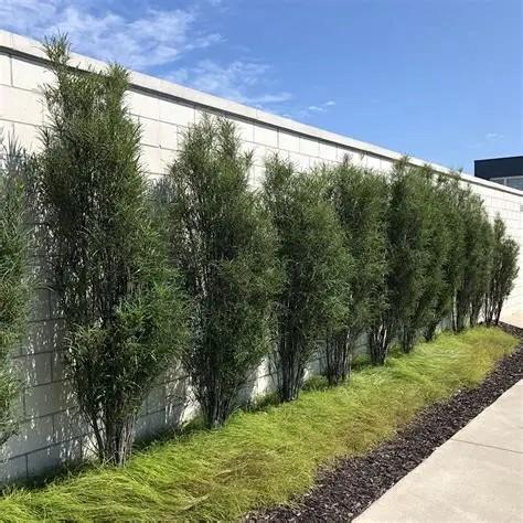 Rhamnus frangula Fine Line® PP32503
